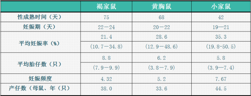 老鼠1