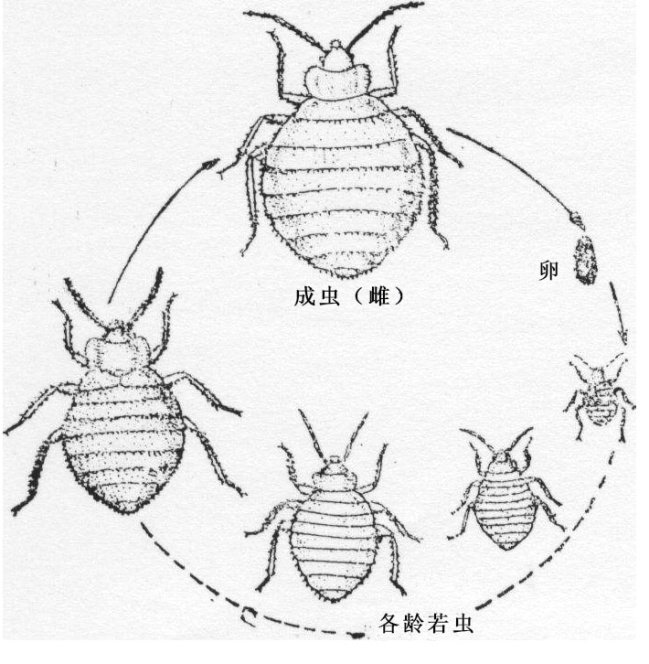 臭蟲(chóng)2